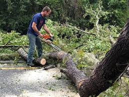 Jenison, MI  Tree Services Company